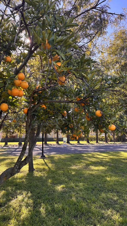 Naranjo cargado de fruta en los espacios verdes del barrio