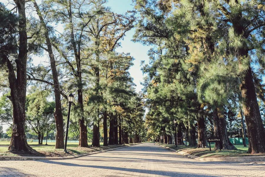 Avenida forestada con calles pavimentadas e iluminación