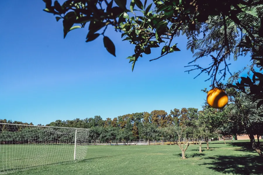Cancha de fútbol con naranjos en primer plano