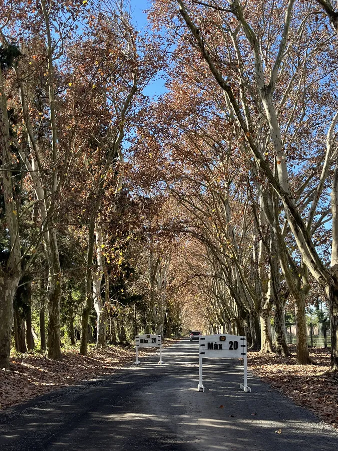 Camino interno del barrio con la arboleda en otoño