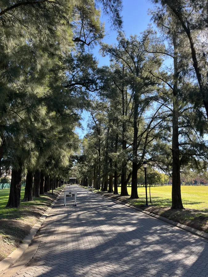 Camino de tierra bordeado de casuarinas