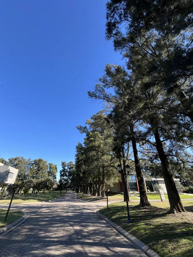 Camino curvo del barrio entre árboles