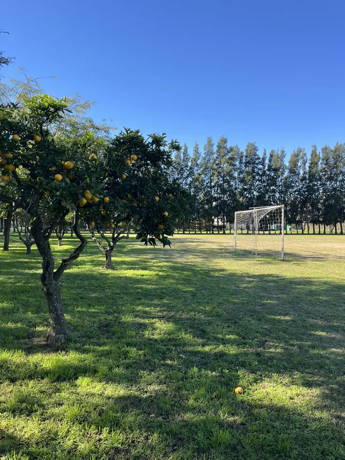 Espacio verde con arco de fútbol y arboleda