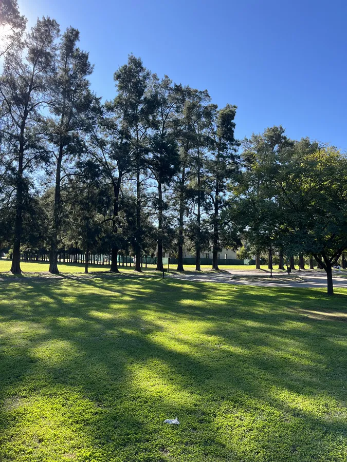 Parque abierto con arboleda alta