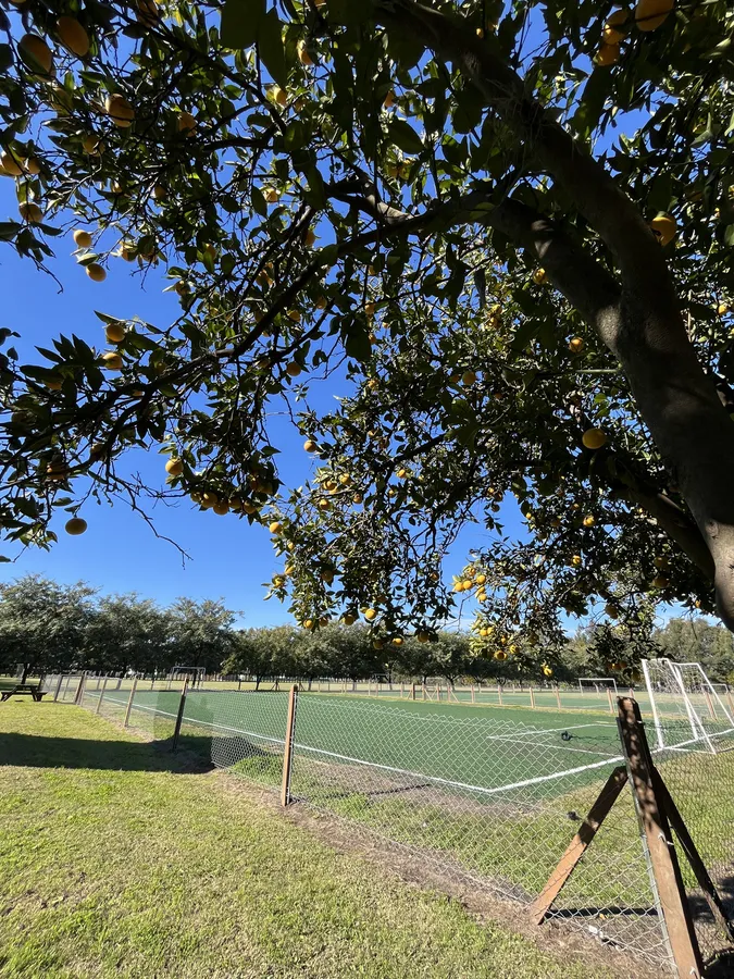 Cancha de tenis vista desde la arboleda