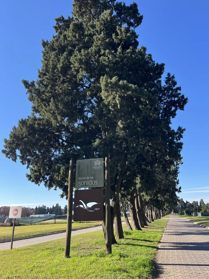 Avenida del barrio bordeada de casuarinas altas
